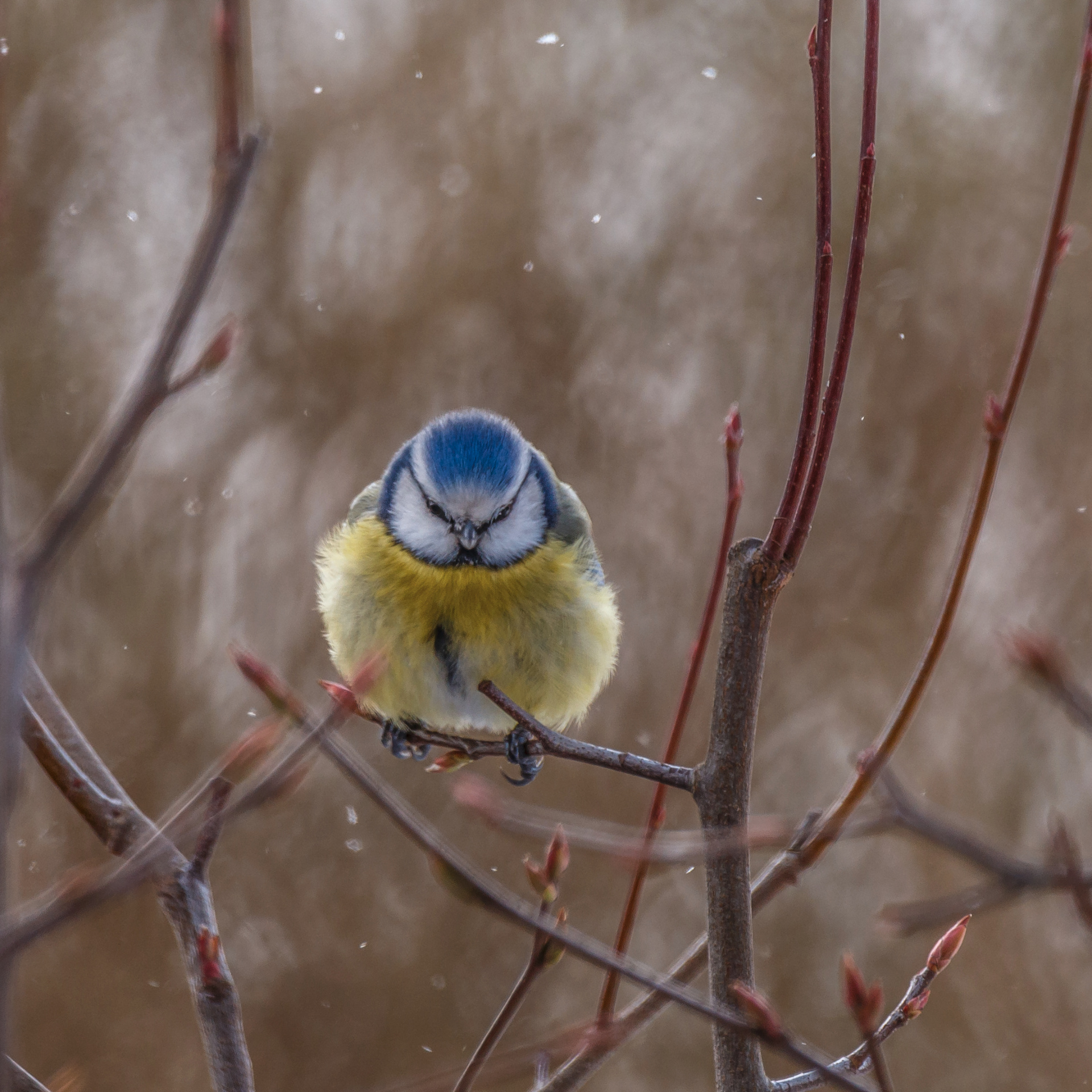 Blaumeise