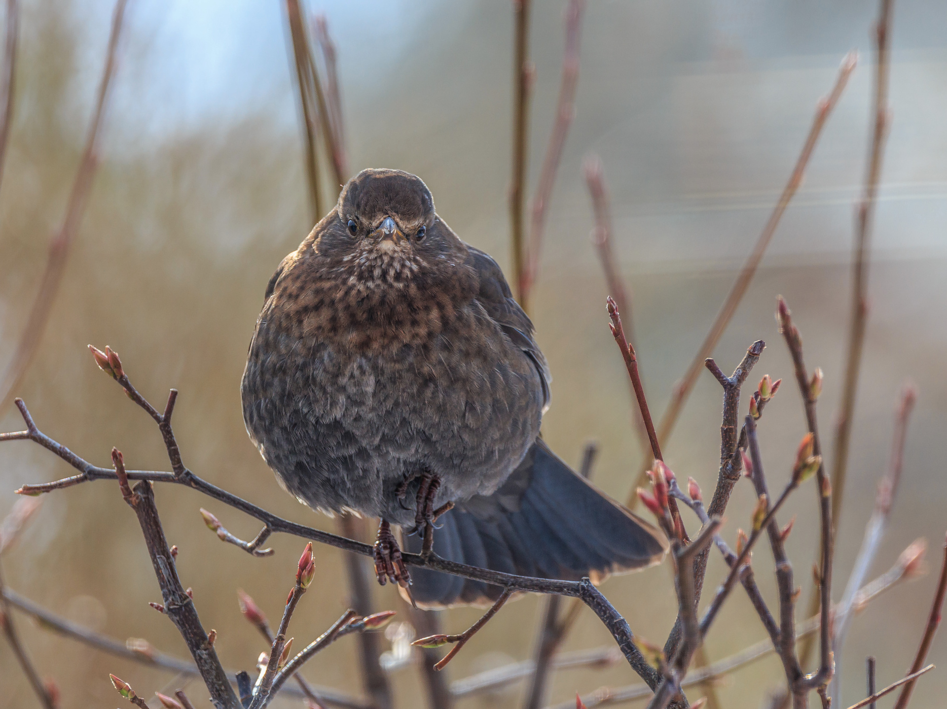 Frau Amsel